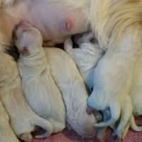Deep River Animal Hospital ico