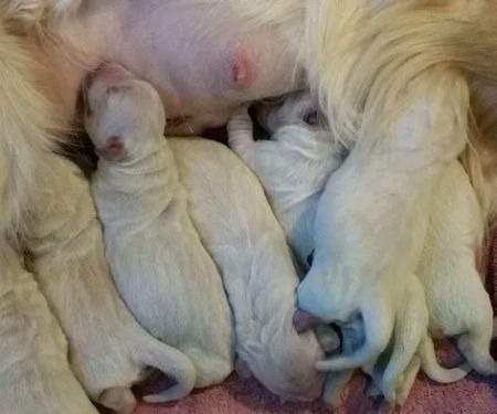 Deep River Animal Hospital