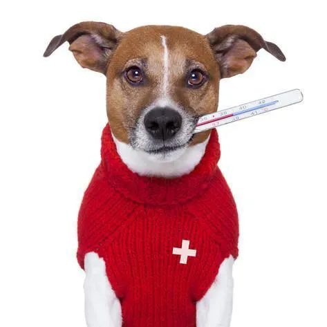 Deep River Animal Hospital Picture 2