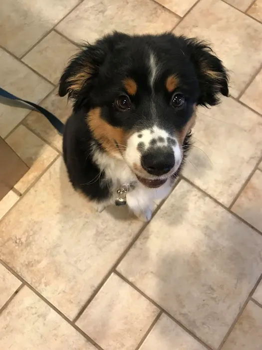 Deep River Animal Hospital Picture 10