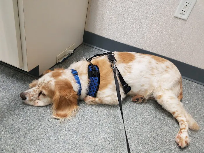 Essex Veterinary Clinic Picture 2