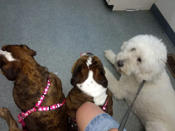 Essex Veterinary Clinic Picture 3