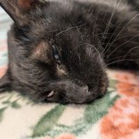 Essex Veterinary Clinic ico