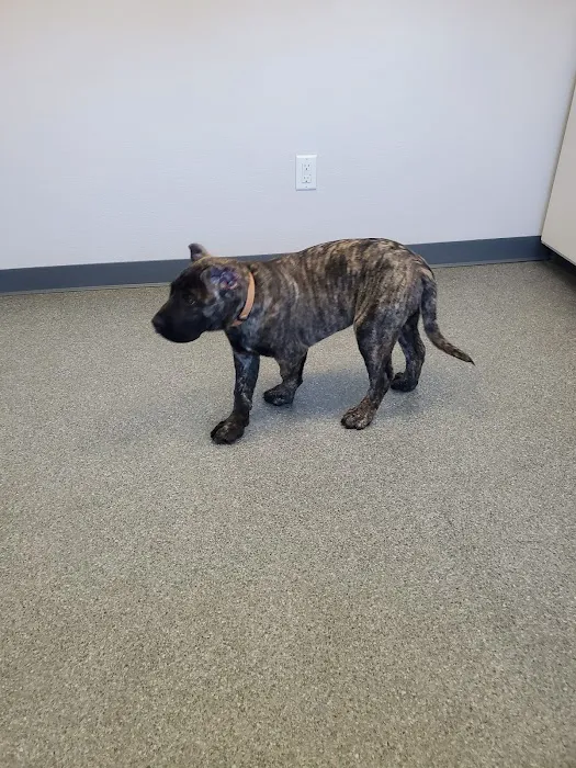 Essex Veterinary Clinic Picture 7