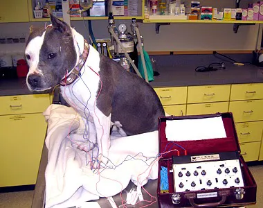 Dr. Stephanie Torlone, DVM, CVA Picture 4