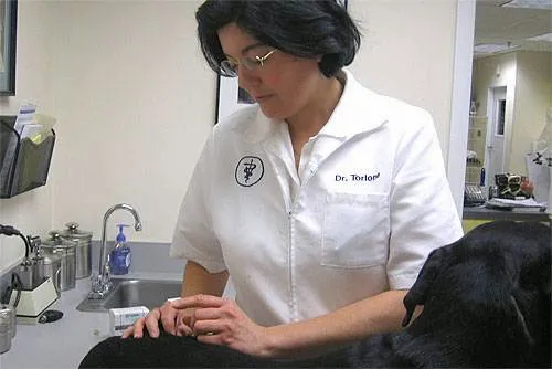 Dr. Stephanie Torlone, DVM, CVA Picture 2