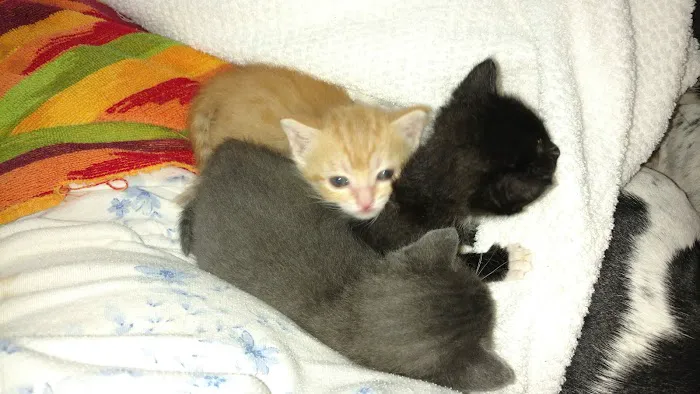 Petco Picture 9