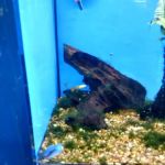 Petco