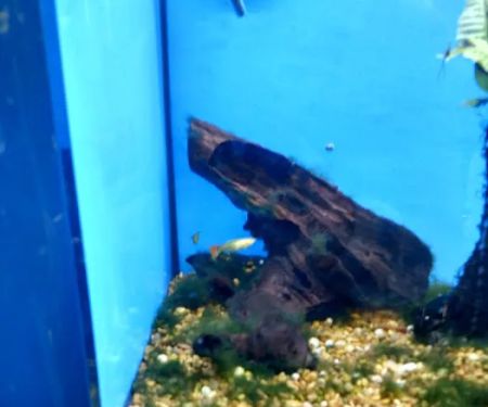 Petco