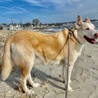 Veterinary Acupuncture and Herbal Medicine ico