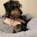 Indi Bed