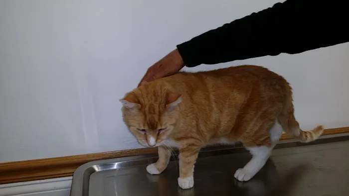 Killingworth Animal Hospital Picture 1