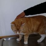 Killingworth Animal Hospital