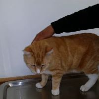 Killingworth Animal Hospital ico