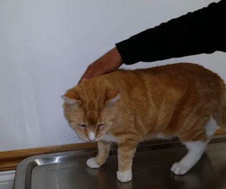 Killingworth Animal Hospital
