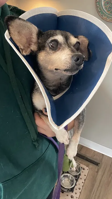 Saybrook Veterinary Hospital Picture 1