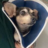 Saybrook Veterinary Hospital ico