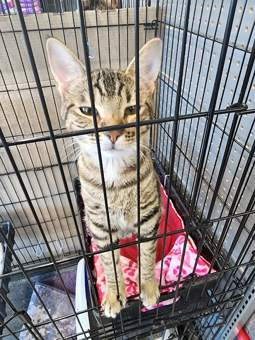 Pet Supplies Plus Katy East Picture 3