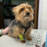 Clinton Veterinary Hospital