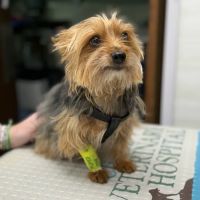 Clinton Veterinary Hospital ico