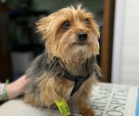 Clinton Veterinary Hospital