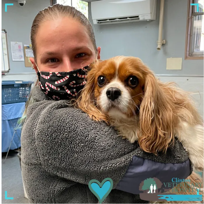 Clinton Veterinary Hospital Picture 10