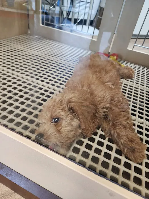 Petland Katy Picture 7