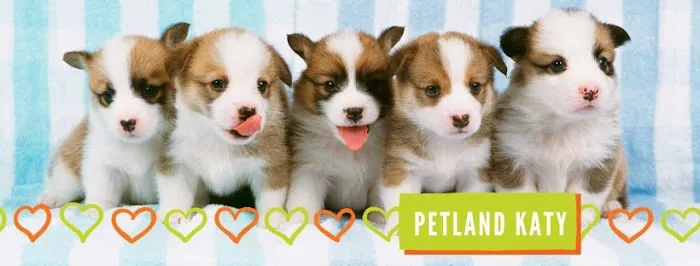 Petland Katy Picture 10