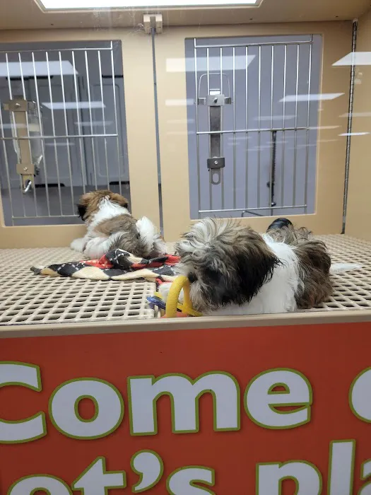 Petland Katy Picture 6