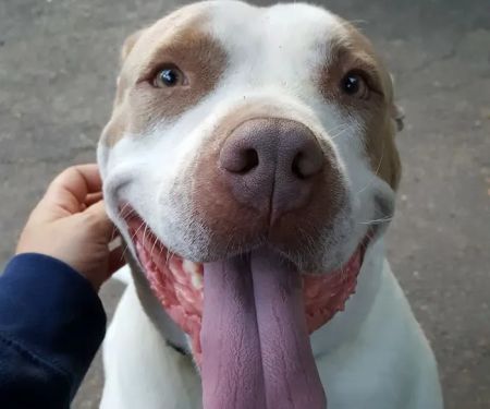 Shoreline Animal Hospital