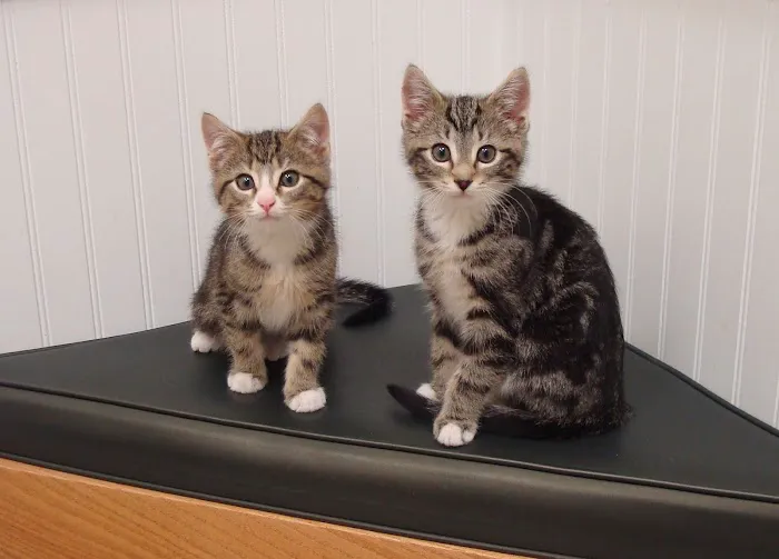 Shoreline Animal Hospital Picture 8