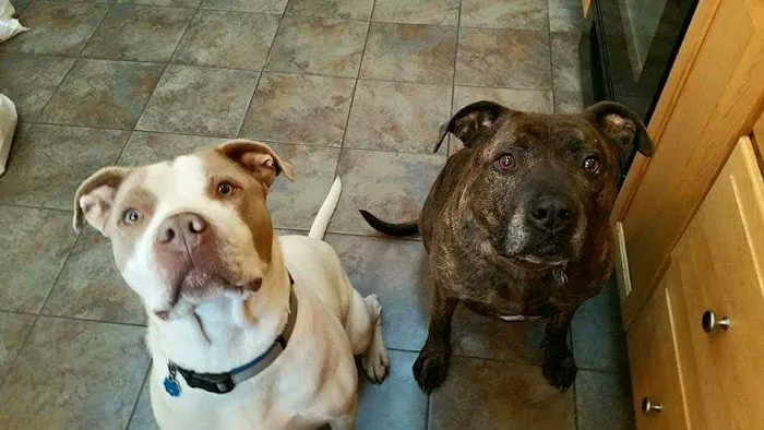 Shoreline Animal Hospital Picture 2