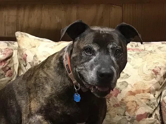 Shoreline Animal Hospital Picture 3