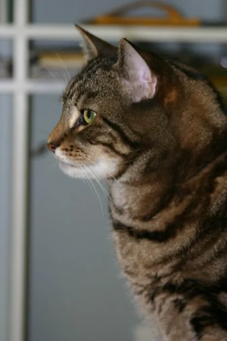 Shoreline Animal Hospital Picture 9