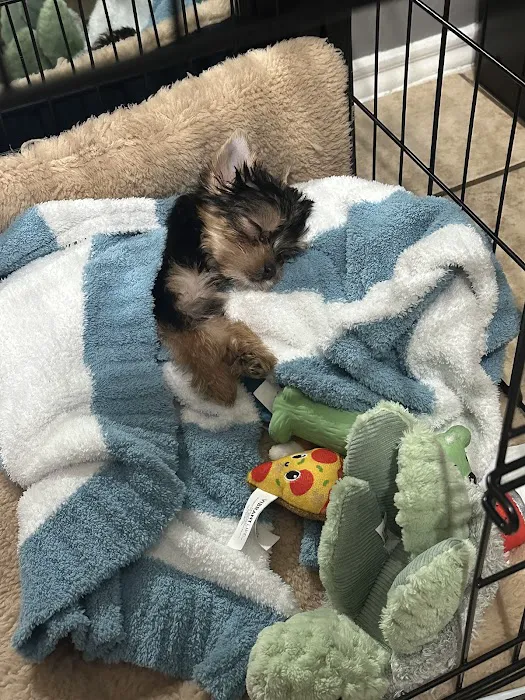 a puppy for you Picture 8