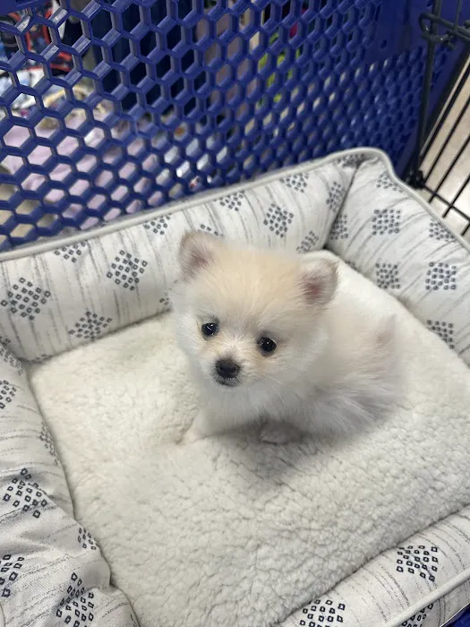 a puppy for you Picture 7