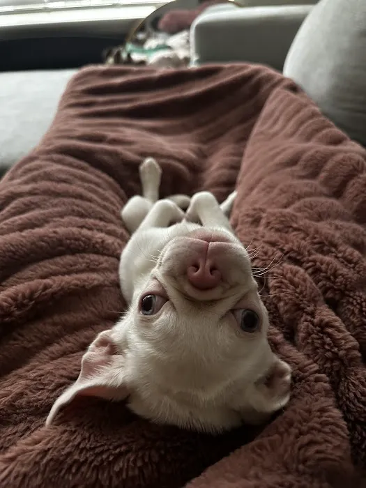 a puppy for you Picture 3