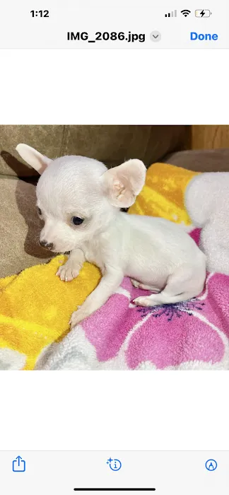 a puppy for you Picture 1