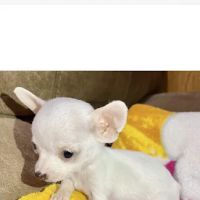 a puppy for you ico