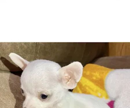 a puppy for you