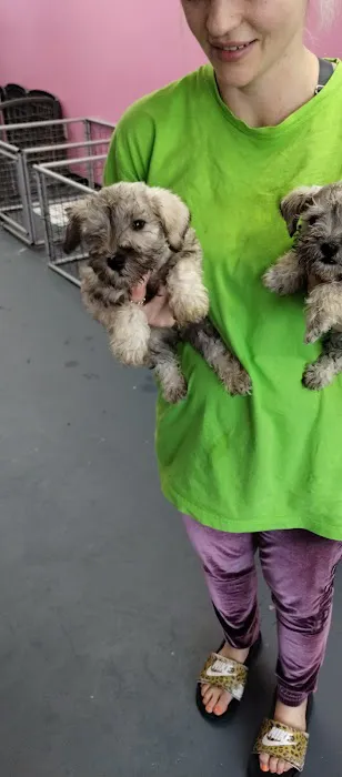 a puppy for you Picture 6