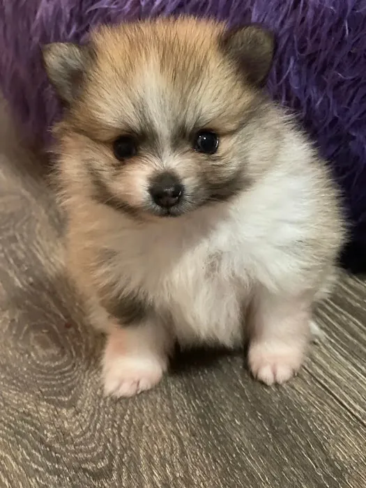 a puppy for you Picture 4