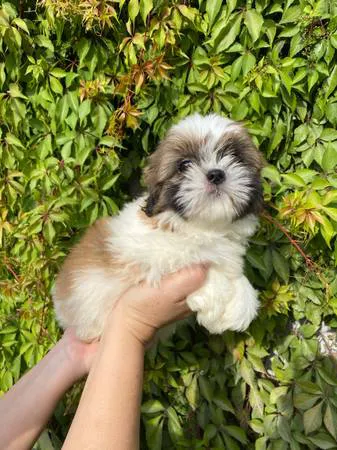 a puppy for you Picture 2