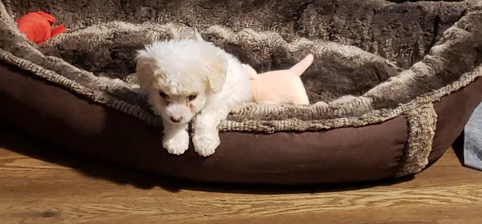 a puppy for you Picture 5