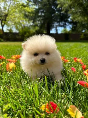 a puppy for you Picture 10