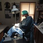 Hammonasset Animal Clinic