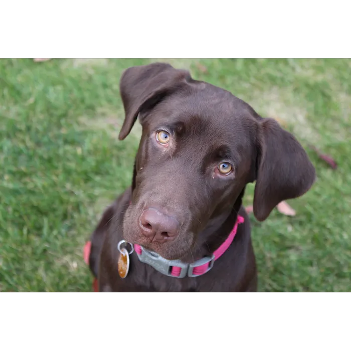 Hammonasset Animal Clinic Picture 10