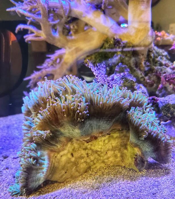 Cinco Ranch Aquariums Picture 3