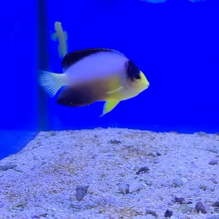 Cinco Ranch Aquariums Picture 10
