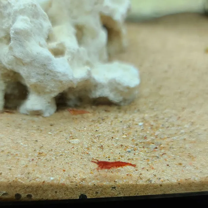Cinco Ranch Aquariums Picture 2